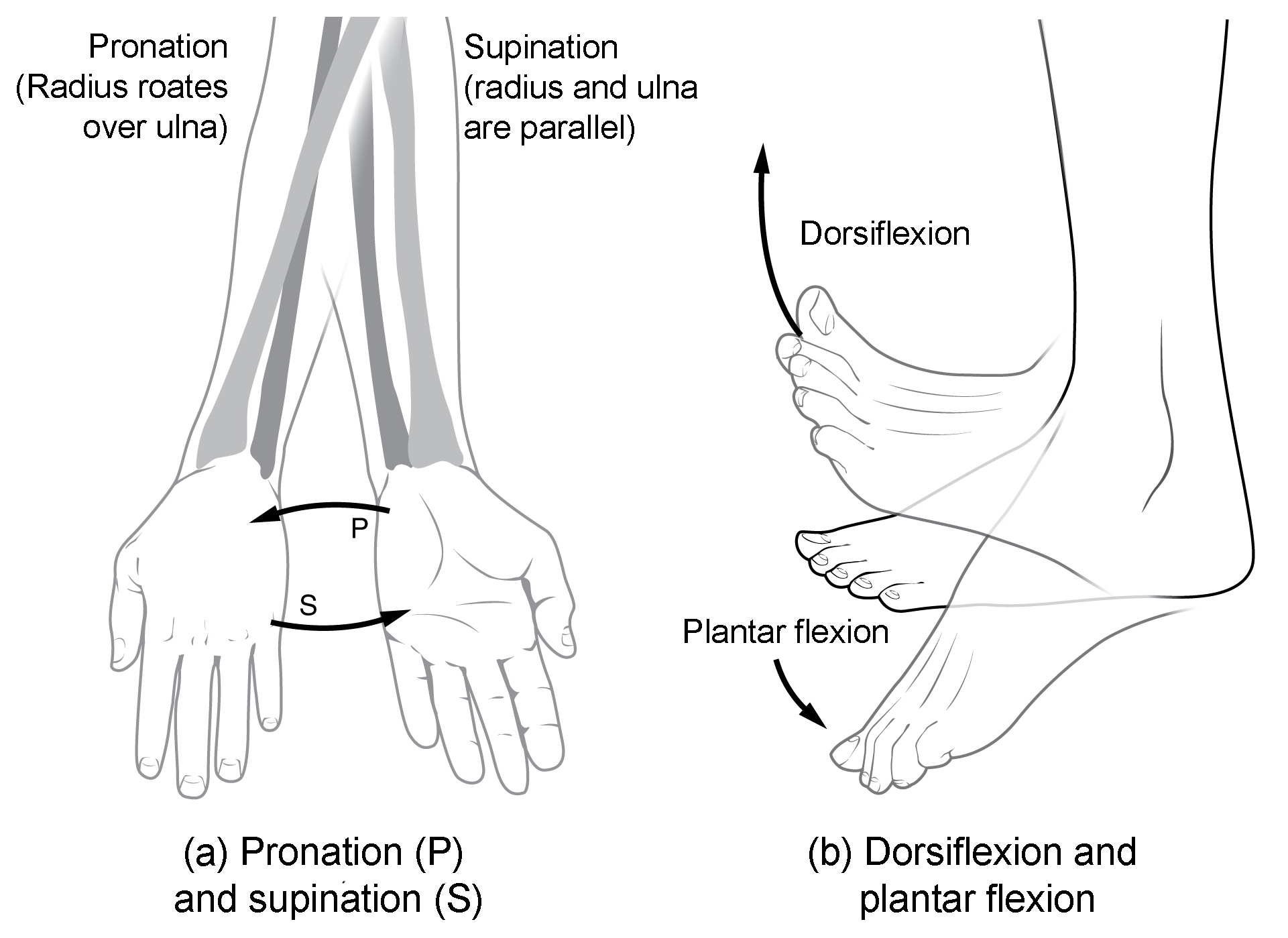 Types of Body Movements  Anatomy and Physiology I