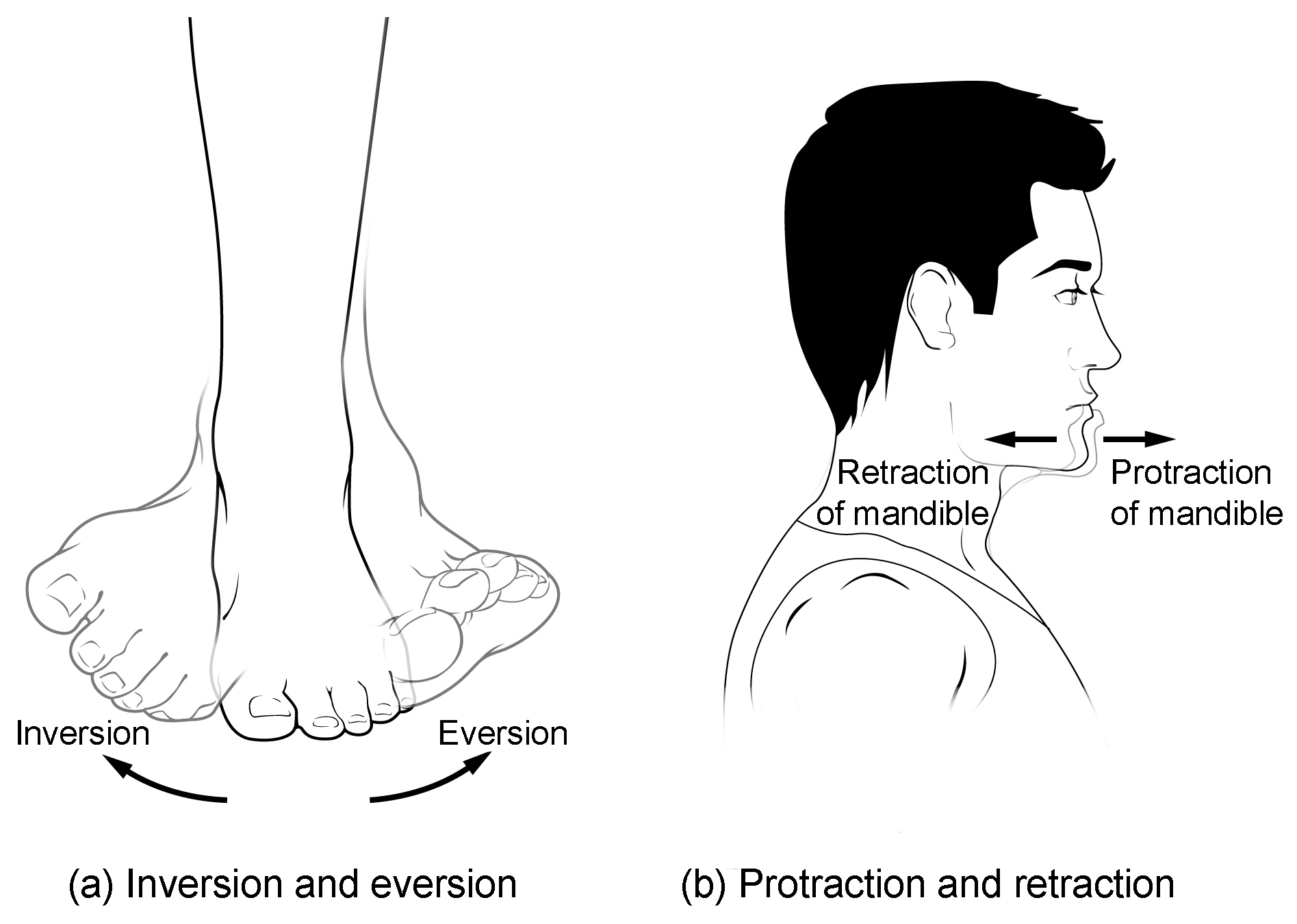 a) The abduction, adduction, flexion, extension, pronation and