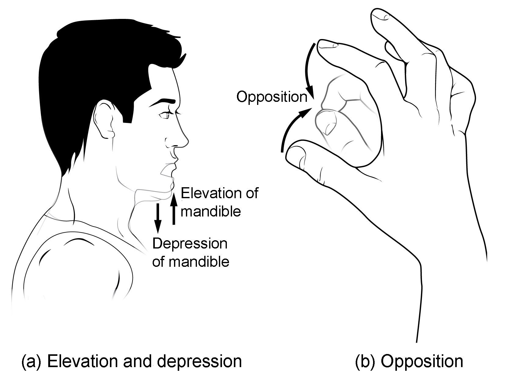 a) The abduction, adduction, flexion, extension, pronation and