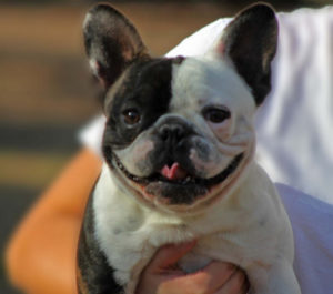 A photo of a smiling dog. 