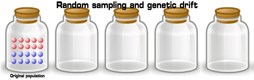 Genetic Variation And Drift Biology For Non Majors I Genetic Variation And Drift Biology For Non Majors I