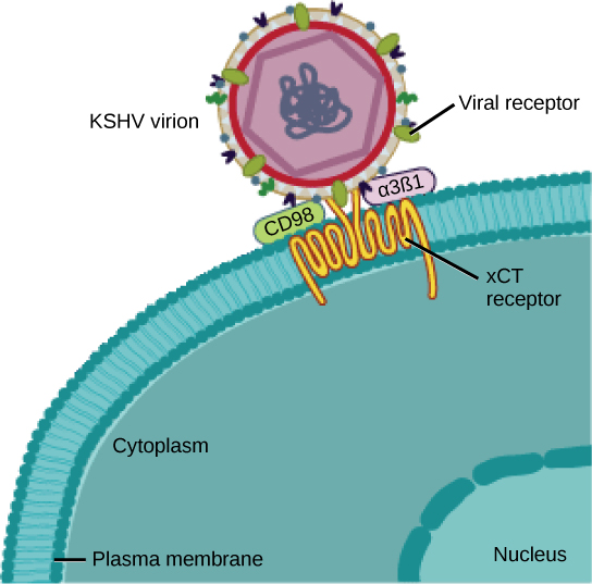 In the illustration a viral receptor on the surface of a KSHV virus is attached to an xCT receptor embedded in the plasma membrane.