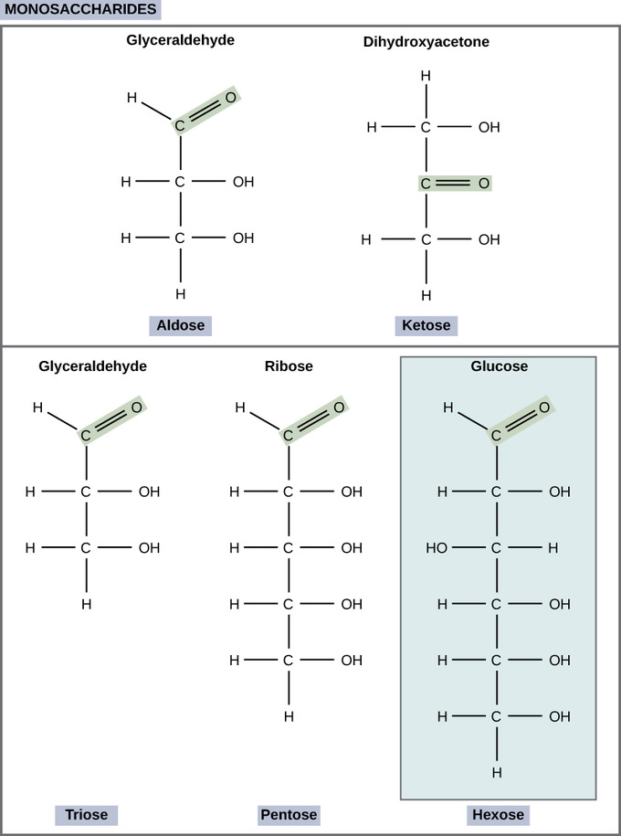 structure monosaccharide fructose Biology Carbohydrates  Boundless