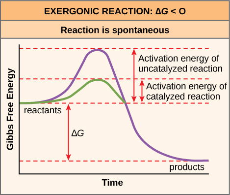 Examples of anabolic and catabolic enzymes