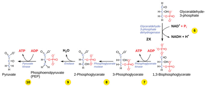 glycolysis steps