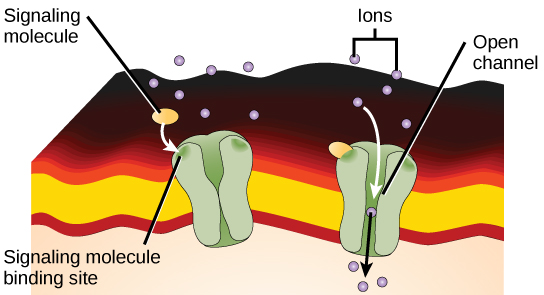 Membrane Receptors Plasma Membrane Mcat Content