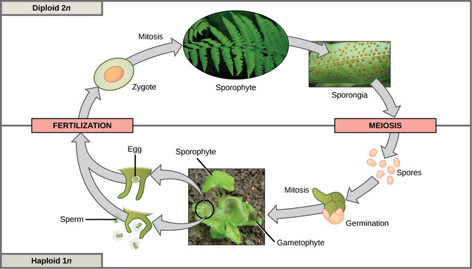 Sexual Reproduction Boundless Biology