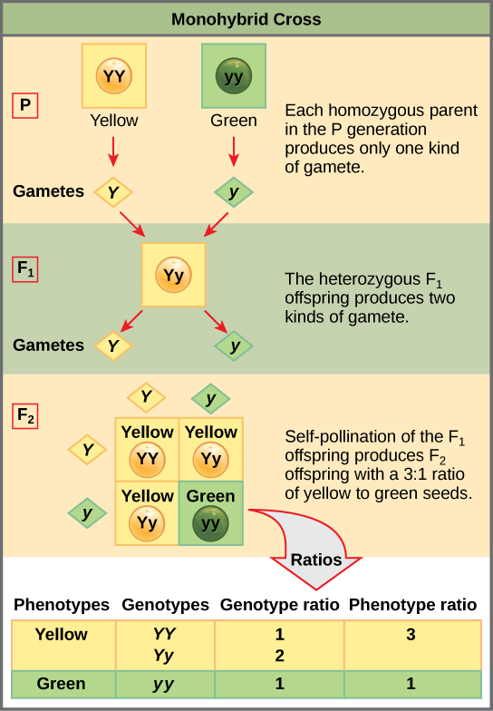 122c The Punnett Square Approach For A Monohybrid Cross Biology Libretexts