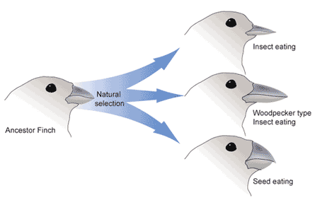 natural selection in evolution        <h3 class=