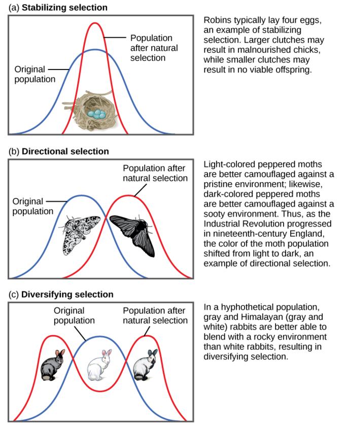 directional selection example