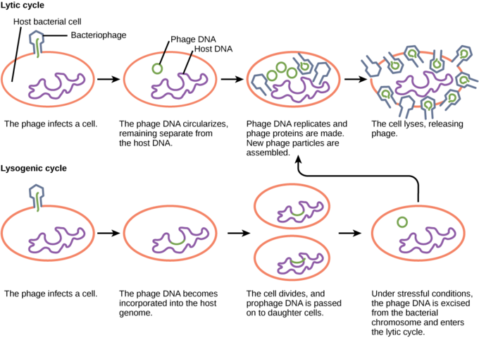 lysogenic cycle steps