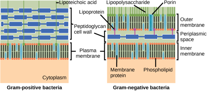 Structure of Prokaryotes | Boundless Biology