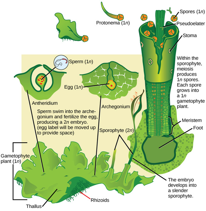 bryophytes hornworts