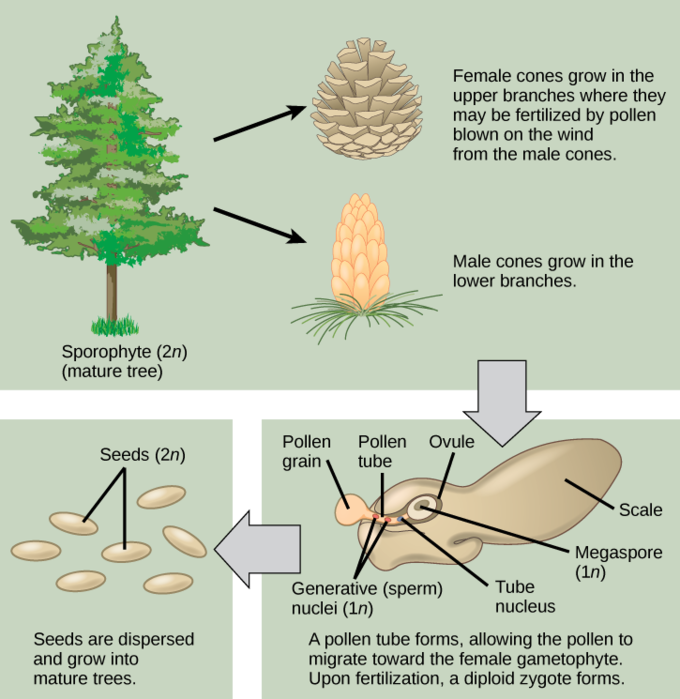 sprophyte tree's life cycle