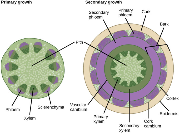 30 2c Primary And Secondary Growth In Stems Biology Libretexts