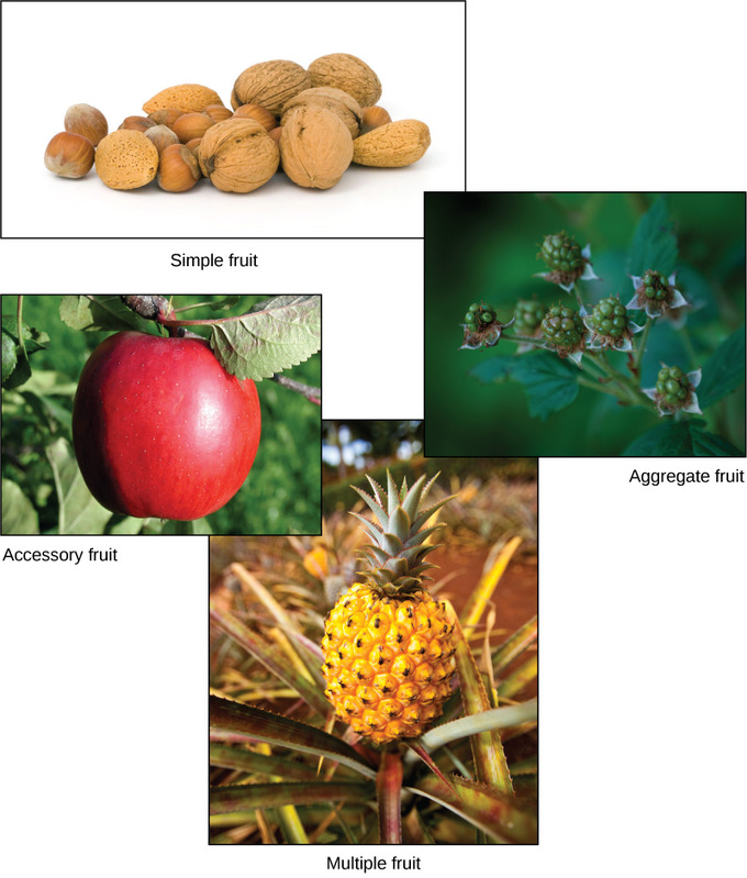 accessory fruit