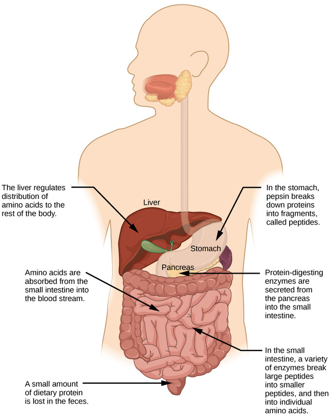 Digestive System Processes Boundless Biology