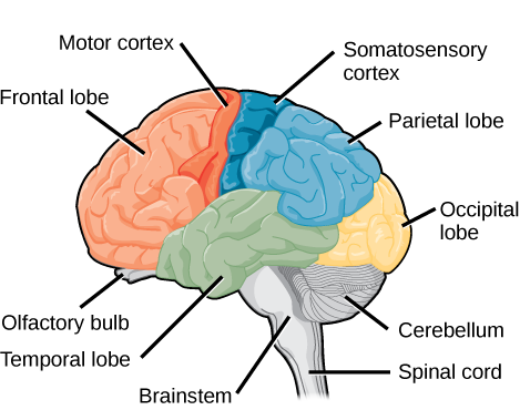 35 4a Brain Cerebral Cortex And Brain Lobes Biology Libretexts