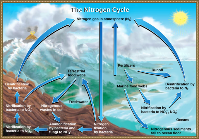 Biogeochemical Cycles | Boundless Biology