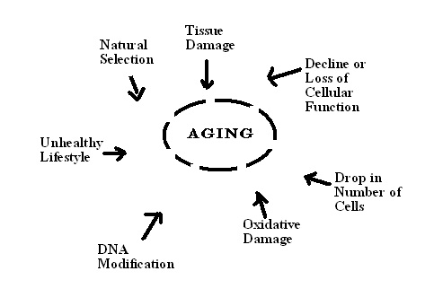 Psychological distress from early adulthood to early old age