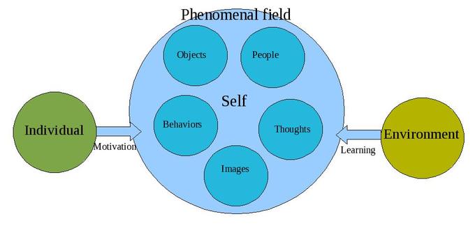 Image of the phenomenal field. showing that both the individual and motivation lead toward the self, and the environment and learning influence the self. The self includes objects, people, behaviors, images, and thoughts.