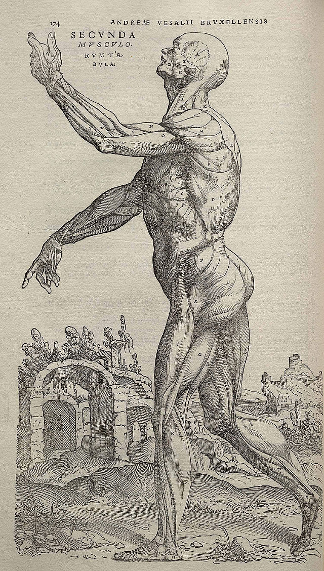 Uma ilustração do corpo humano de De humani corporis fabrica.