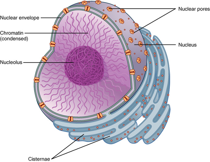 The Nucleus and Ribosomes | Boundless Anatomy and Physiology