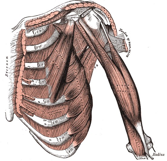 ANAT 411 Anterior View of the Muscles of Head & Neck Diagram