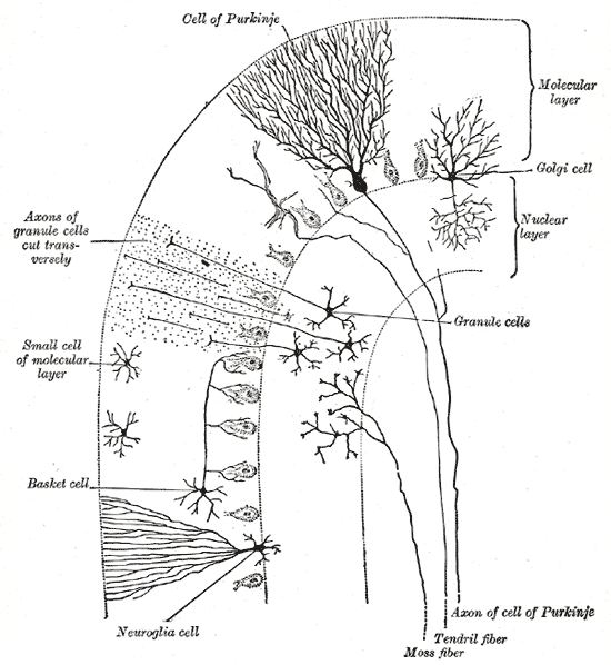 Se trata de un dibujo de una sección transversal de un folio cerebeloso, mostrando sus principales tipos de células y conexiones. En la capa molecular vemos la célula de Purkinje, axones de células granulares, una célula de Golgi, células de cesta y una célula de neuroglía. La capa nuclear tiene células granulares, y es penetrada por el axón de células de Purkinje, fibra de zarcillo y fibra de musgo.