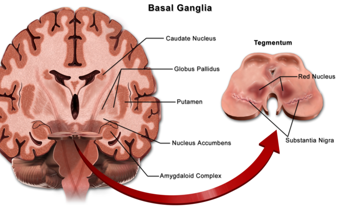 This is a drawing of the brain, viewed from the top. The basal ganlglia are situated at the base of the forebrain.