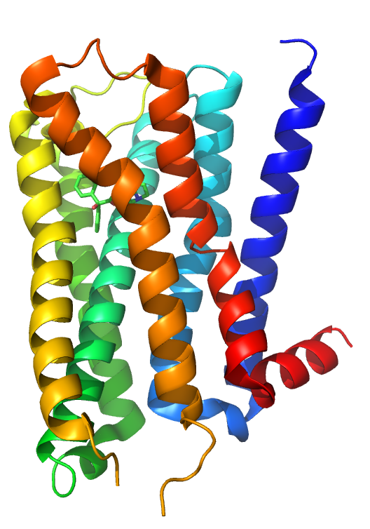 Dit is een tekening van een menselijke M2 muscarine acetylcholine receptor die gebonden is aan ACh.