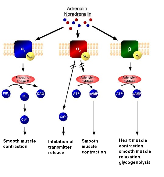 Káº¿t quáº£ hÃ¬nh áº£nh cho adrenaline agonist