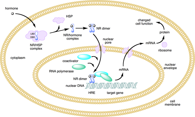 Mechanisms Of Hormone Action Boundless Anatomy And Physiology