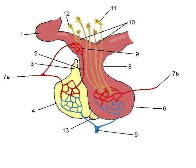 pituitary gland and hypothalamus hormones