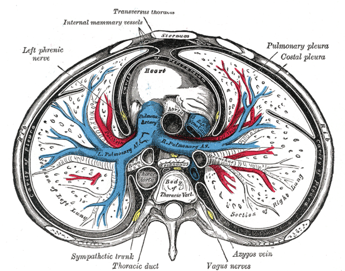 Este diagrama transversal del tórax indica el tórax transverso, los vasos mamarios internos, el nervio frénico izquierdo, el corazón, la costilla, la cavidad pleural, las arterias pulmonares, el tronco simpático, el conducto torácico, los nervios vagos, la vena acigos, la pleura pulmonar, la pleura costal, los pulmones, el esternón y la aorta torácica.