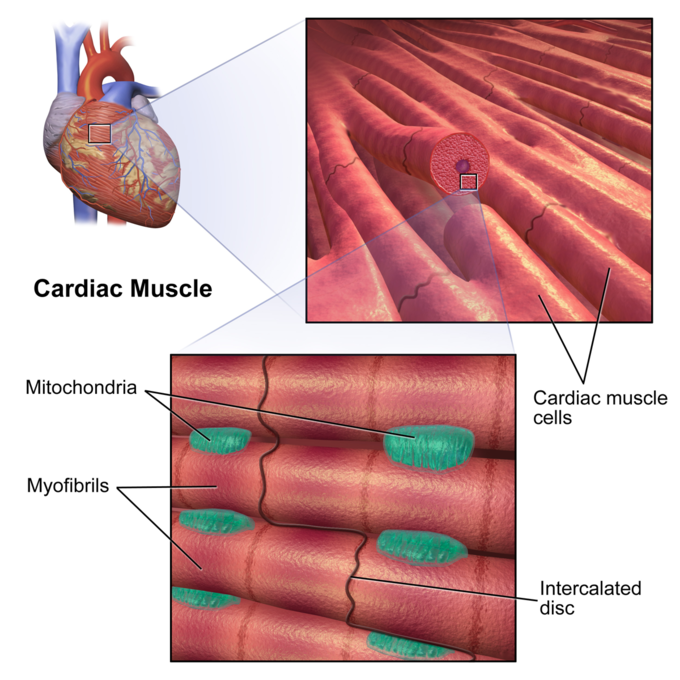 Criss-cross heart : how a shortage of cells affects the shape of the heart