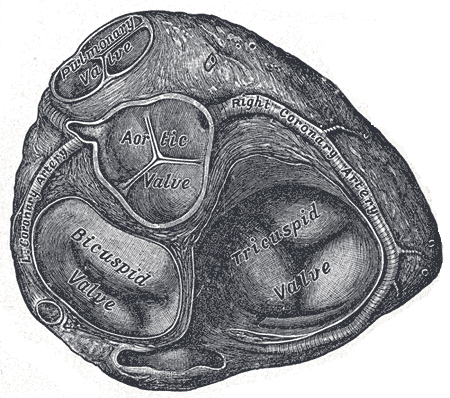 This transverse section of the heart indicates the aortic valve, bicuspid valve, tricuspid valve, pulmonary valve, and left and right coronary arteries.