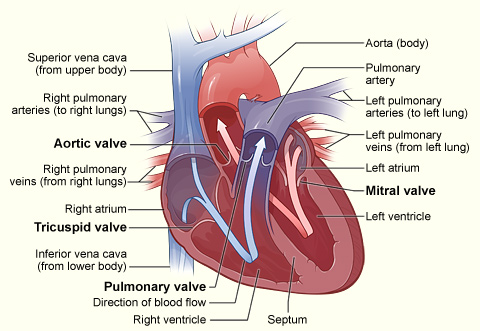 Circulation and Heart Valves | Boundless Anatomy and Physiology