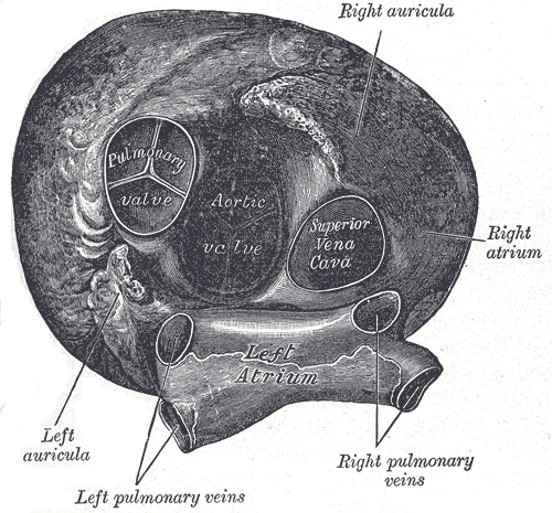 Esta vista anterior del corazón indica las aurículas derecha e izquierda, aurículas derecha e izquierda, venas pulmonares derecha e izquierda, válvula aórtica, válvula pulmonar y vena cava superior.