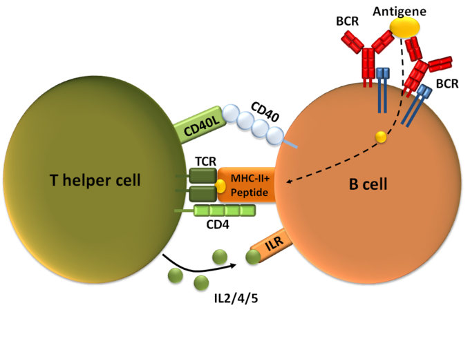 presentation is essential for the activation and clonal selection of