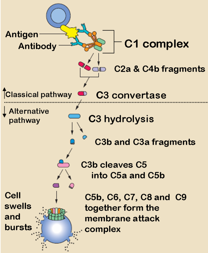 Humoral Immunity Flow Chart