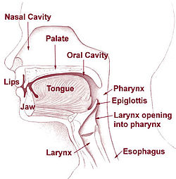 22 4A Mouth Medicine LibreTexts