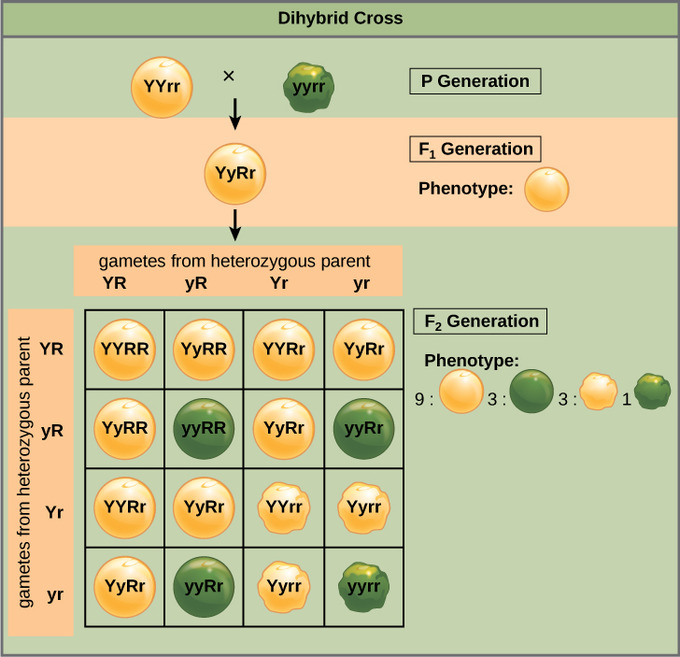 Sources of Genetic Variation | Boundless Anatomy and ...