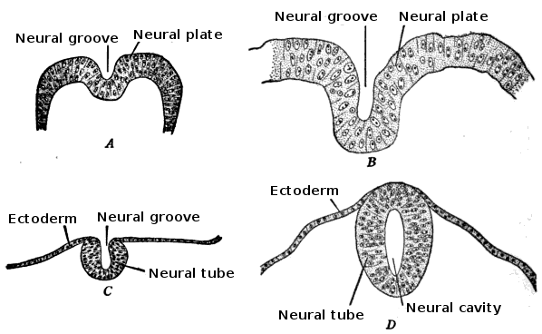 Cells of the Nervous System - TeachMePhysiology