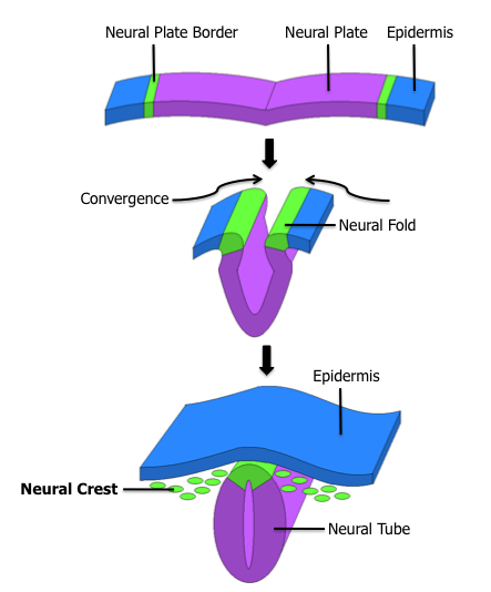 Cells of the Nervous System - TeachMePhysiology