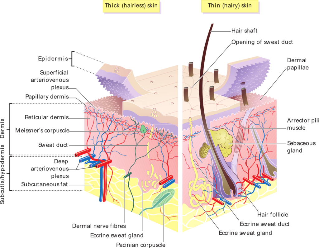 Accessory Structures Of The Skin Boundless Anatomy And Physiology