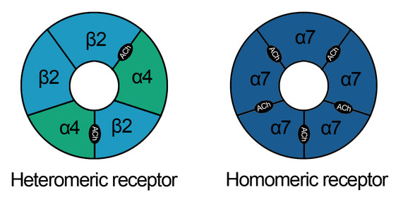 This is a drawing of of two nicotinic acetylcholine receptors, a heteromeric receptor and a homomeric receptor. These different subtypes of nicotinic acetylcholine receptors have alpha and beta subunits. The acetylcholine binding sites are indicated by ACh.