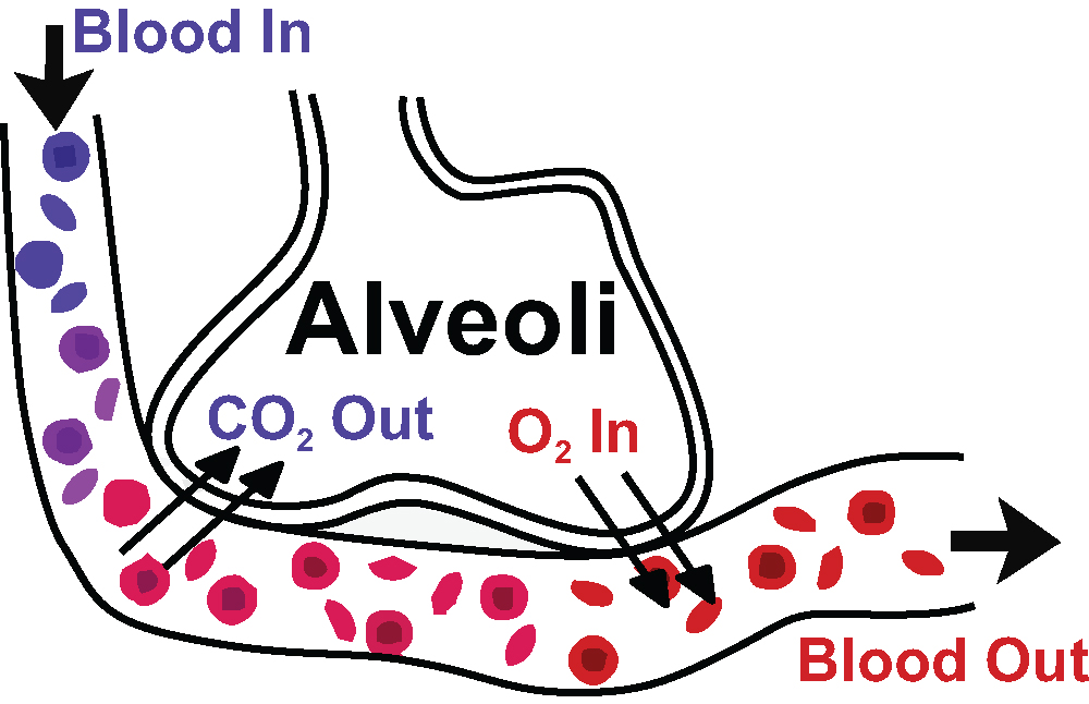 dit is een diagram van de gasuitwisseling in de longen. De aveoli verwijdert kooldioxide uit het bloed en voegt zuurstof toe aan het bloed.