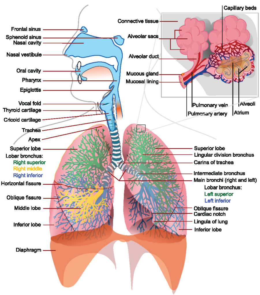 Se trata de un dibujo esquemático de todo el tracto respiratorio, incluye detalles internos como el aveoli. Ilustra el tracto respiratorio como un sistema complejo y conectado donde la resistencia en cualquier parte del mismo puede causar problemas.