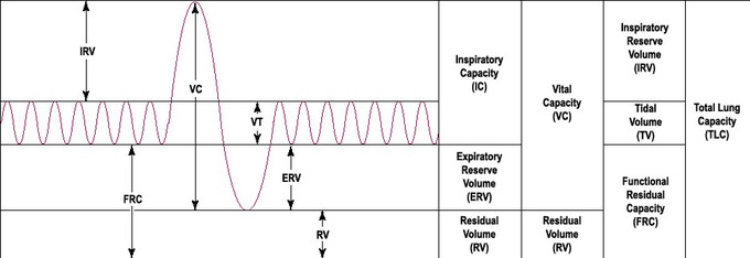 Normal Tidal Volume Chart